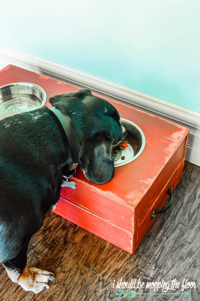 34 Best Dog Feeding Station ideas